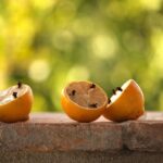 Image montrant des fourmis sur une surface, avec un citron et des feuilles en arrière-plan.