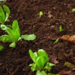 Immagine di un giardiniere che migliora il drenaggio del terreno con attrezzi e piante nel giardino.