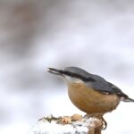 Uccelli che si nutrono di semi e alimenti invernali su un alimentatore.