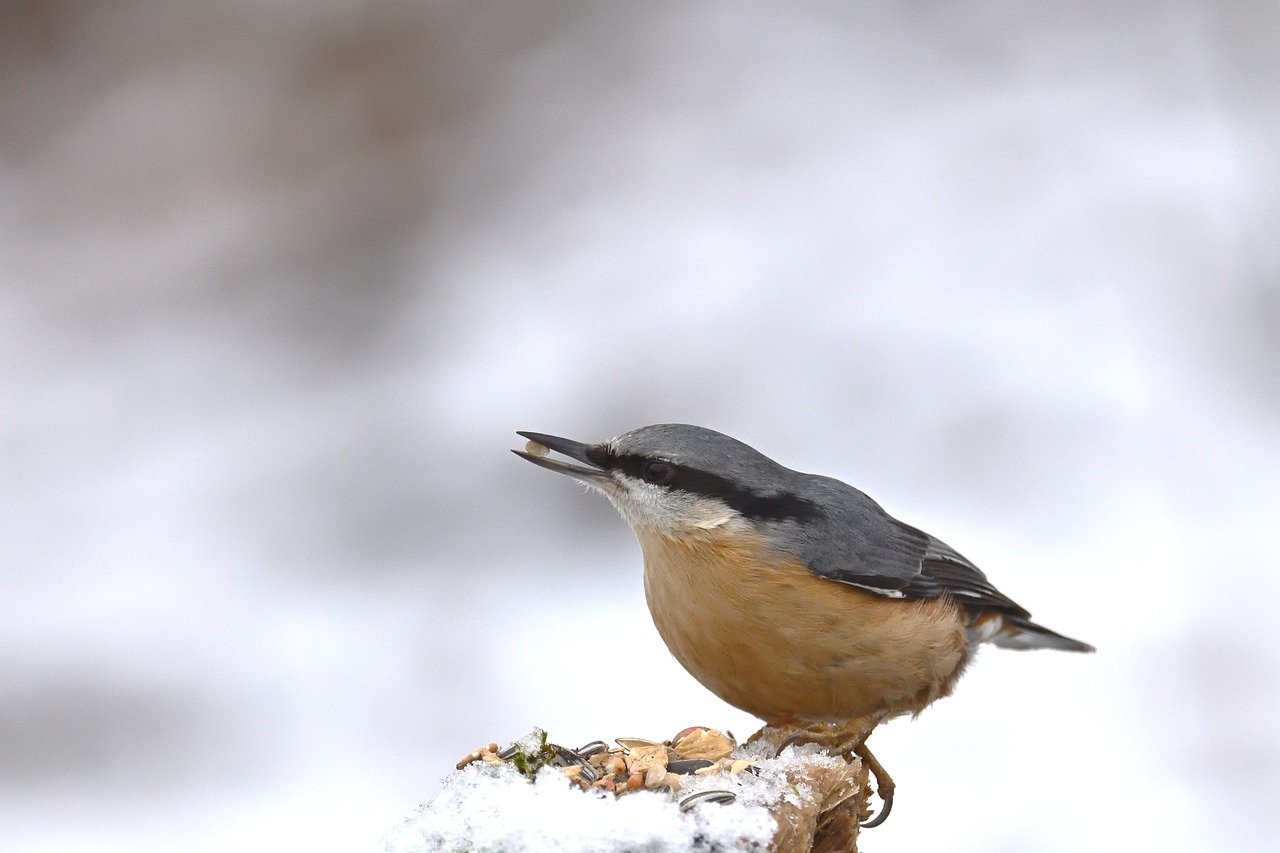 Uccelli che si nutrono di semi e alimenti invernali su un alimentatore.