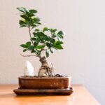 Bonsai ficus curato con precisione, evidenziando foglie verdi e tronco ben modellato.