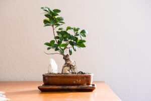 Bonsai ficus curato con precisione, evidenziando foglie verdi e tronco ben modellato.