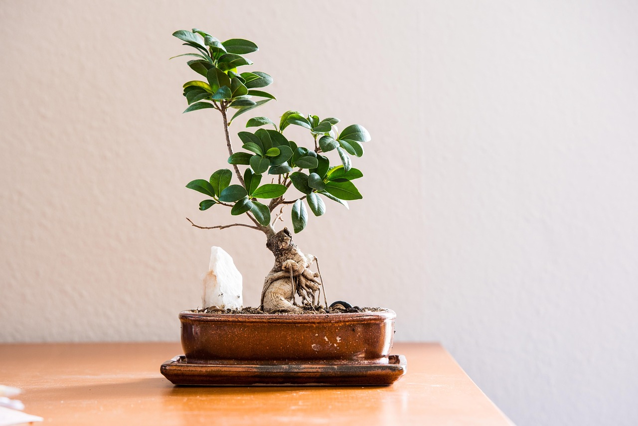 Bonsai ficus curato con precisione, evidenziando foglie verdi e tronco ben modellato.