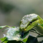 Planta che attira serpenti, con foglie verdi e fiori, illustrata in un contesto naturale.