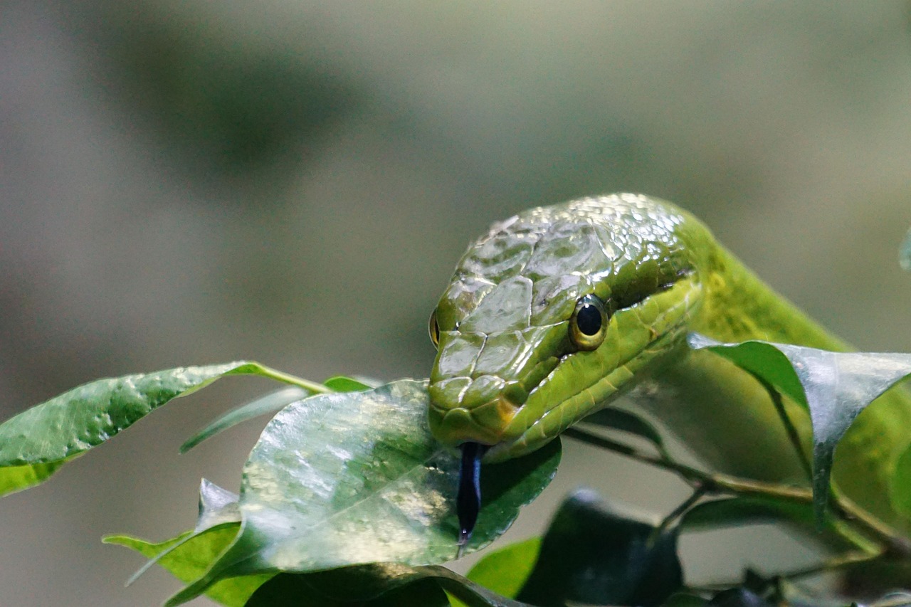 Planta che attira serpenti, con foglie verdi e fiori, illustrata in un contesto naturale.