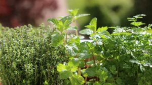 Balcon en avril : 4 plantes aromatiques qui repoussent les insectes et se mangent