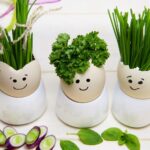 Herbes aromatiques poussant en intérieur sans lumière naturelle directe, dans des pots sur un rebord de fenêtre.