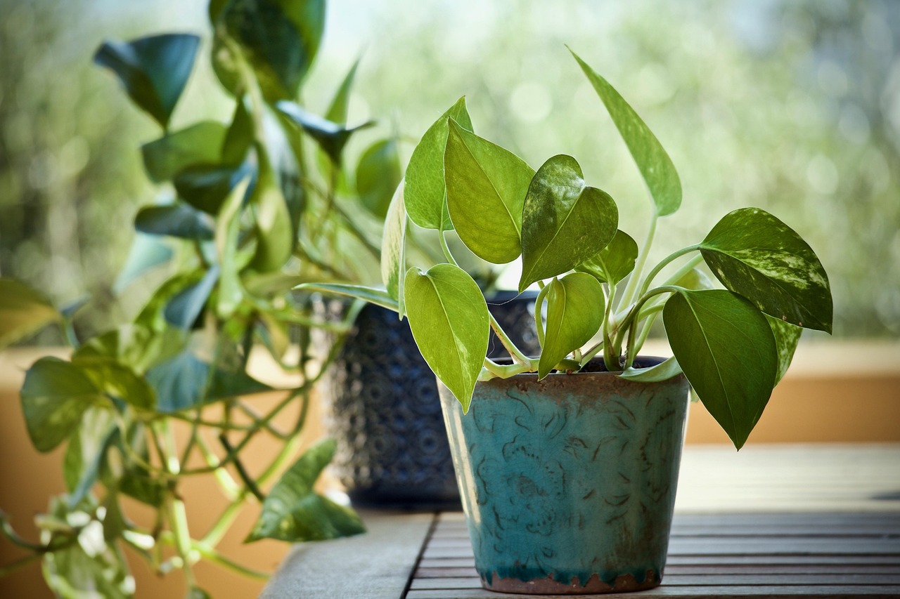 Plantes d'intérieur vertes disposées sur une table, illustrant leur rôle dans la purification de l'air.