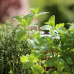 Balcon avec pots d'herbes aromatiques en mars, préparant une récolte estivale.